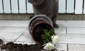 Cat Acts Innocent Next to Toppled Flower Pot