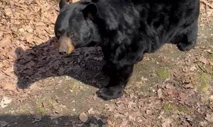 Smart Black Bear Sits on Command