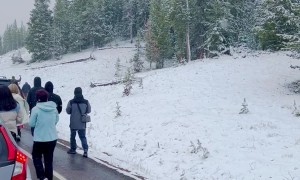 Bear Family Romps Through Yellowstone Snow