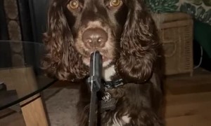 Cocker Spaniel Has a Knife