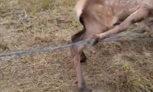 Rescuing Elk Calf From Barbed Wire Fence