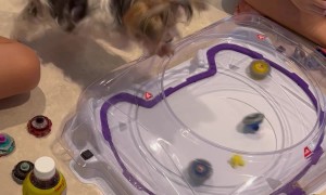 Morkie Gets Invested in Spinning Top Battle