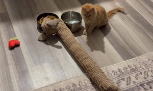 Cat Waits for Toy Dog to Eat First