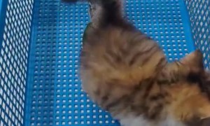 Baby Cat Playing With Baby Conure