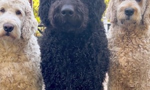 Puppy Transforms Into Gentle Giant