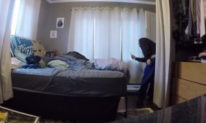 Wild Turkey Invades House