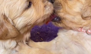 Golden Puppies Share Tongues
