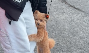 Floofy Dog Clings To Man's Leg