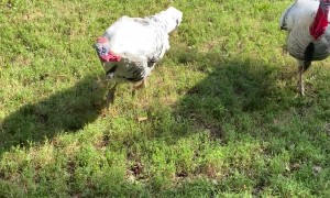 Ultimate Frisbee Farm Edition