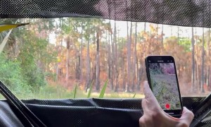 Close Encounter With Caterwauling Florida Panther