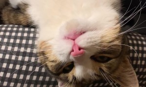 Upside-Down Cat Enjoys Woman's Piano Playing