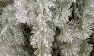 Ice Storm Coats Trees In Frozen Layer