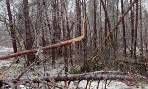 Massive Ice Storm Causes Trees to Snap and Fall Across Ontario