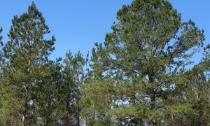 Fallen Tree Releases Huge Cloud of Pollen