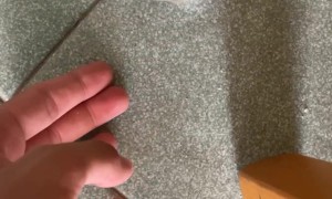 Hamster Is Fine After Fall