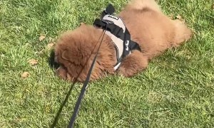 Lazy Dog Flops Down For Mid-Walk Nap