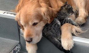 Cat Cuddles Up To Old Golden Retriever