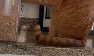 Food-Obsessed Cat Paws at Container