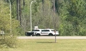 Runaway Cow On Scenic Tour Through North Houston