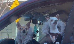 Little Dogs Fitted In Fur-Lined Coats