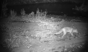 Two Unlikely Friends Out for Late Night Walk
