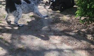 Dog Barks at Mysterious Wheelbarrow