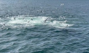 Humpback Whales Feed In Prince William’s Sound