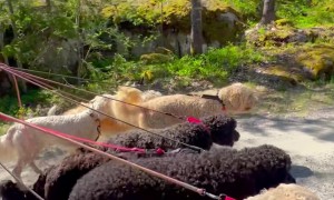 Man Walks Ten Doodles at Once