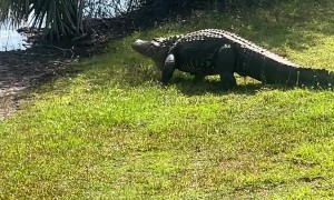 Large Three-Legged Alligator on Golf Course