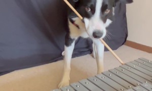 Dog's Jazzy Number for Glockenspiel