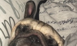 Pug Snores In Bed With Young Son