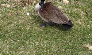 Ornery Geese Won't Let Golfers Get Their Stuff