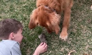 Golden Retriever Looks After Baby Bunnies