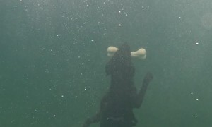 Dog Dives Deep Underwater to Fetch Bone