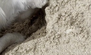 Dog Plays With Praslin Island Crab