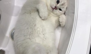 Goose the Cat Has a Lot to Say