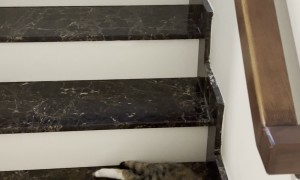 Liquid Cat Slides Down Stairs