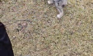 New Dog Joins the Family