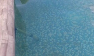 Drowning Squirrel Clings To Pool Noodle