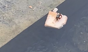 Crab Snacks On Bread Boat