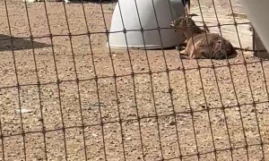 Just a Goat and His Mobile Home