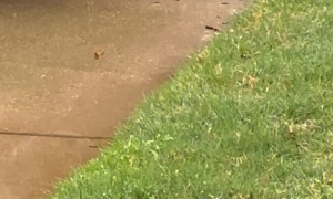 Mama Opossum Carries Babies Through Parking Lot
