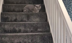 Vocal Golden Haunts The Staircase