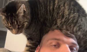 Guy Pets Cat's Belly With His Head