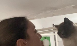 Cat Pops Bubblegum Bubble