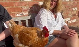 Distinguished Chicken at Tea Time