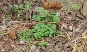 Quirky Dog Poops on a Stick