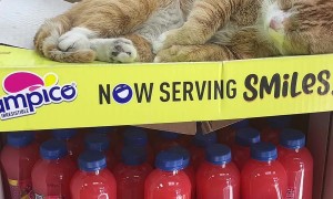 Bodega Cat Sleeps Soundly