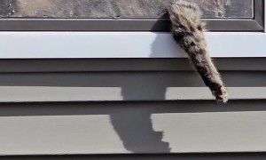 Cat Cuts Arm Hole In Window Screen