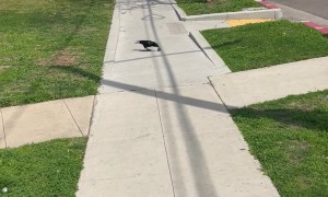 Young Crow Playing With Rubber Bouncy Ball